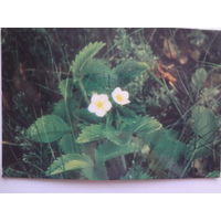 Календарик 1989 г.  Земляника.