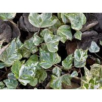 Плющ (хедера) Мармората (Мраморный)