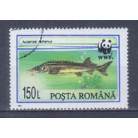 [1565] Румыния 1994. Фауна.Рыбы.Стерлядь. Гашеная марка.