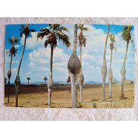 Куба, Пинар-дель-Рио. Место произростания "Пальмы Барригона"