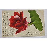 До 1917 года Открытка