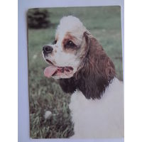 Календарик 1993 г.  Американский коккер-спаниэль. (87).