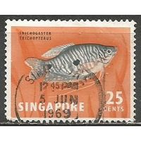 Сингапур. Рыбы. Пятнистый гурами. 1962г. Mi#63.
