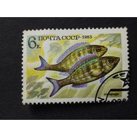 1983 СССР. Рыбы. 	Пятнистая зубатка