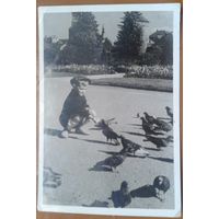 Подружился.  Фотооткрытка (фото - Терещенко Д.)  1957 г.
