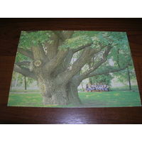 Запорожье 300-летний дуб 1987 год чистая