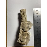 Раковина малютка ортоцериды