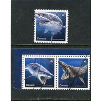 Канада. Морская фауна. Акулы