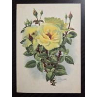 Романов Роза чайная 1958 чистая открытка СССР