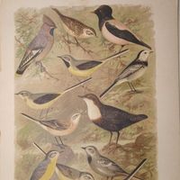 СВИРИСТЕЛЬ РОЗОВЫЙ СКВОРЕЦ ТРЯСОГУСКА КОНЕК. ХРОМОЛИТОГРАФИЯ ПТИЦЫ. Энциклопедическая гравюра конец 19века 29х21см.