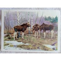 Сидоров. У себя дома (Лоси)