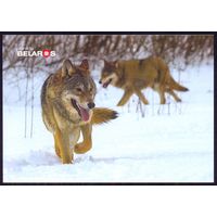 Планета Беларусь 2019 открытка фауна волки