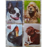 Беларусь 2017 КМ Щенки.