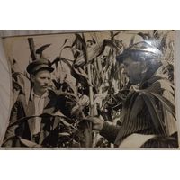 Фото БССР  кукурузоводы