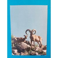 Открытка 1982