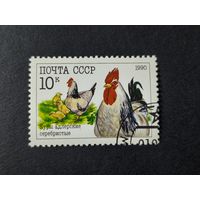 1990 СССР. Домашние птицы. Куры адлерские серебристые