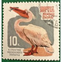 СССР 1964. Пеликан. К 100 летию Московского зоопарка