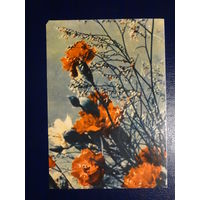 Гваздікі. 1965 г.  Мінск. подписанная.