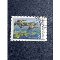 СССР 1990г. Обыкновенная кряква.