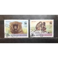 Республика Гвинея. 2000 год. Фауна. Обезьяны (1056)