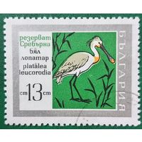 Болгария. Фауна. Птицы. Platalea Leucorodia. Марка из серии