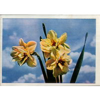 Чистая открытка 1965г. "Нарциссы" фото Е. Игнатович