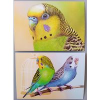 Попугайчики. Из серии "Домашние питомцы".Открытки, глянец