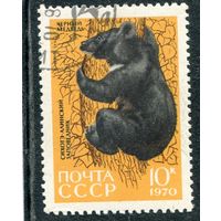 СССР 1970.. Заповедник. Черный медведь