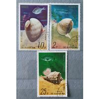 КНДР ракушки 3шт