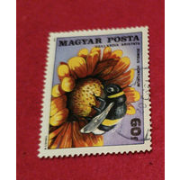 Венгрия, пчела