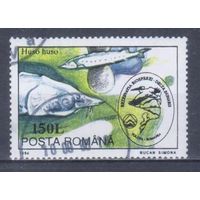 [1874] Румыния 1994. Фауна.Рыбы.Белуга. Гашеная марка.