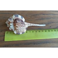Ракушка Murex haustellum 13 см.