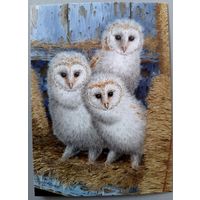 Совята. Sarah Adams. Авторская открытка,  глянец. АСARDS.BY