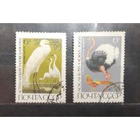 СССР. 1968 год. Фауна. Птицы (413)