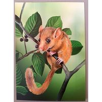 Орешниковая соня. Грызуны. Открытка