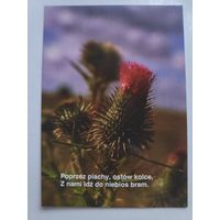 Открытка Цветок. (на польском)