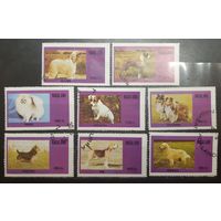 Нагалэнд. Фауна. Собаки (626)