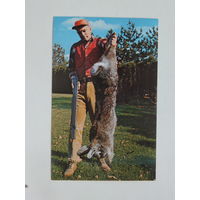 Гигантский кролик открытка США  1970-е  9х14 см