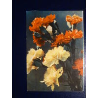 Гваздікі.  1965 г.  Мінск. подписанная.