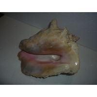 Морская раковина