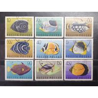 Польша. 1967 год. Фауна. Рыбы (1269)