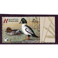 Беларусь 2016. Птица года. Гоголь обыкновенный