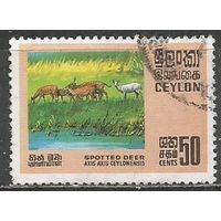 Цейлон. Антилопы. 1970г. Mi#397.