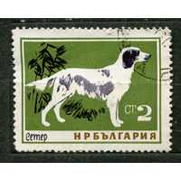 Собаки. Английский сеттер. Болгария. 1964