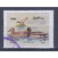 [2440] Ирак 2000. Фауна.Птицы.Утки.Кряква. Гашеная марка.