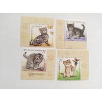 Беларусь  2017  4 м  котята