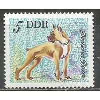 ГДР. Собаки. Немецкий боксёр. 1976г. Mi#2155.