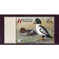 Беларусь 2016. Птица года. Гоголь обыкновенный