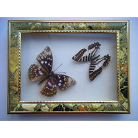 Две коллекционная бабочки. 20см.х16см.
