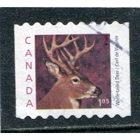 Канада. Фауна. Белохвостый олень